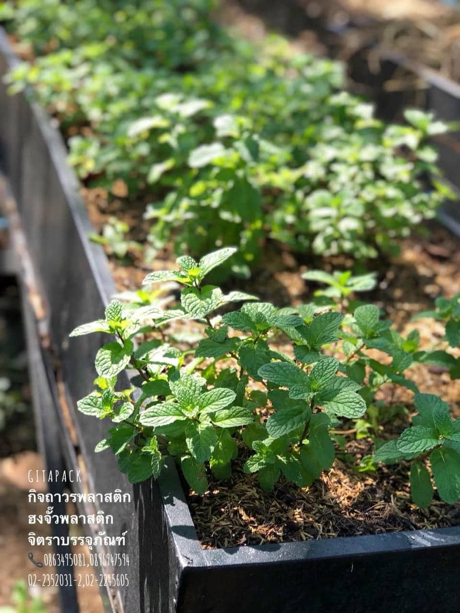 โต๊ะ-กระถางปลูกต้นไม้